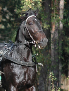 Orecchietti 150911-2